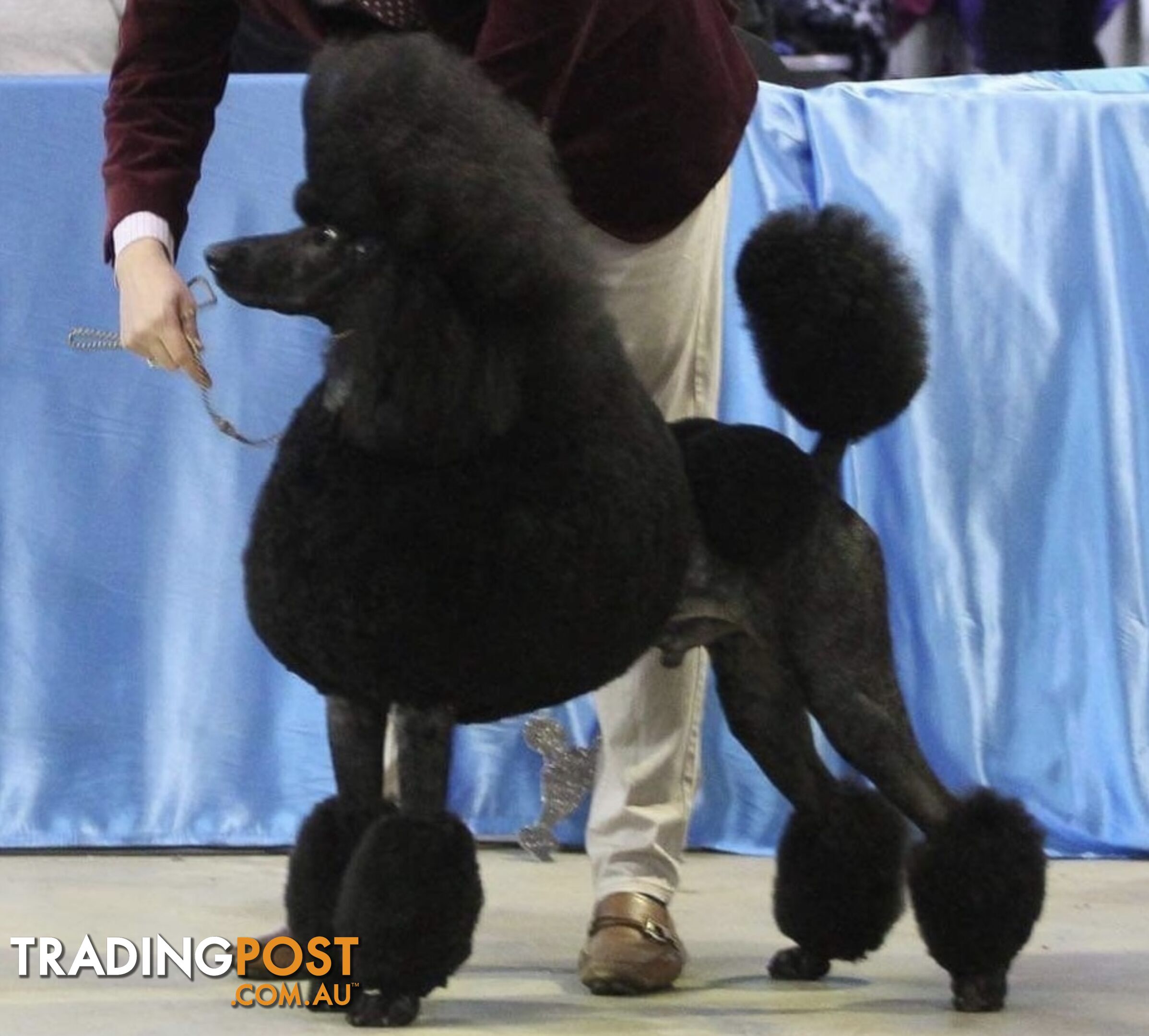 Standard Poodle puppies (purebred)