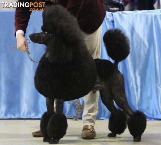 Standard Poodle puppies (purebred)