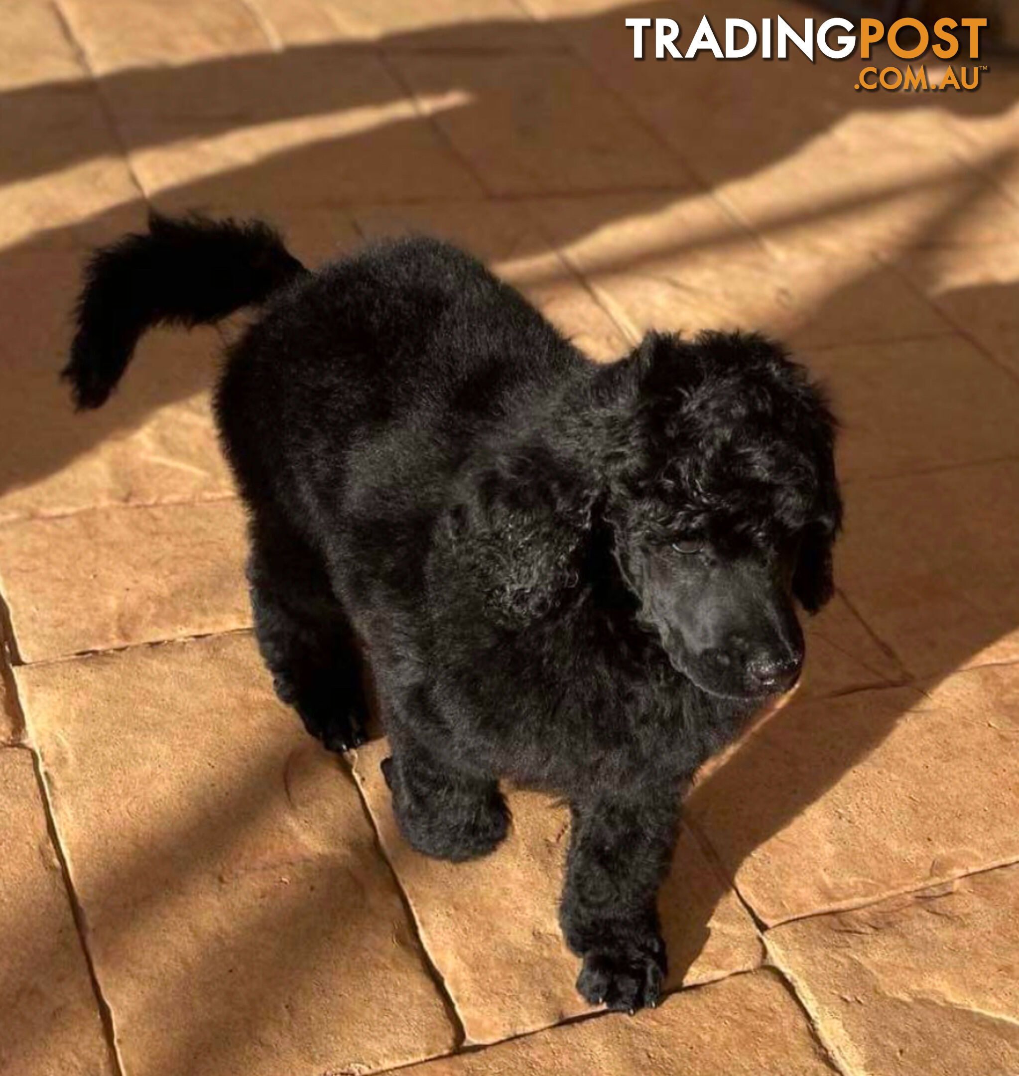 Standard Poodle puppies (purebred)