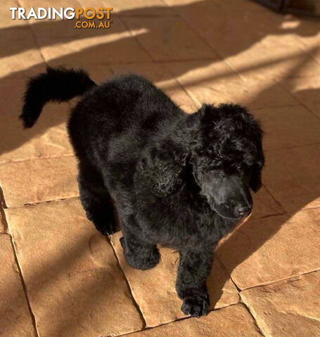 Standard Poodle puppies (purebred)