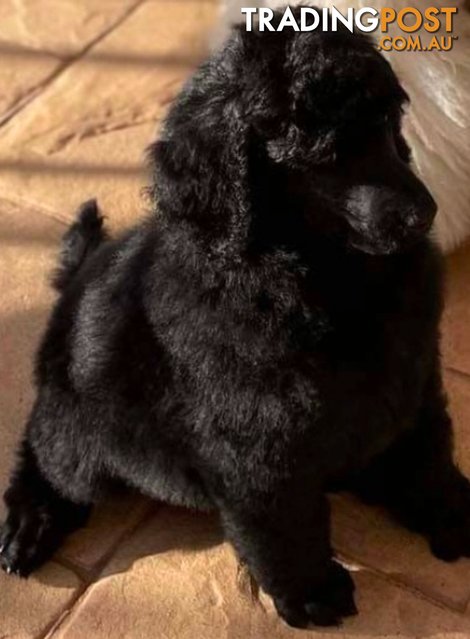 Standard Poodle puppies (purebred)