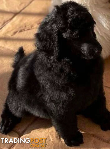 Standard Poodle puppies (purebred)