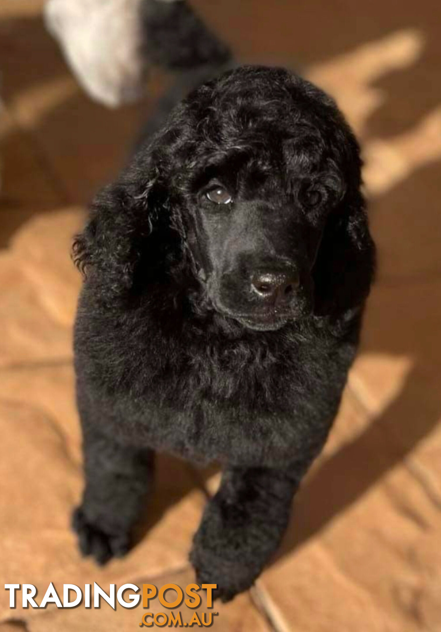 Standard Poodle puppies (purebred)