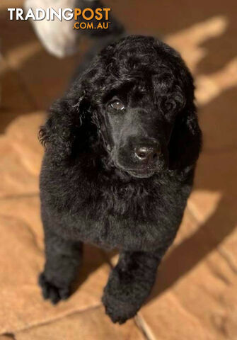 Standard Poodle puppies (purebred)