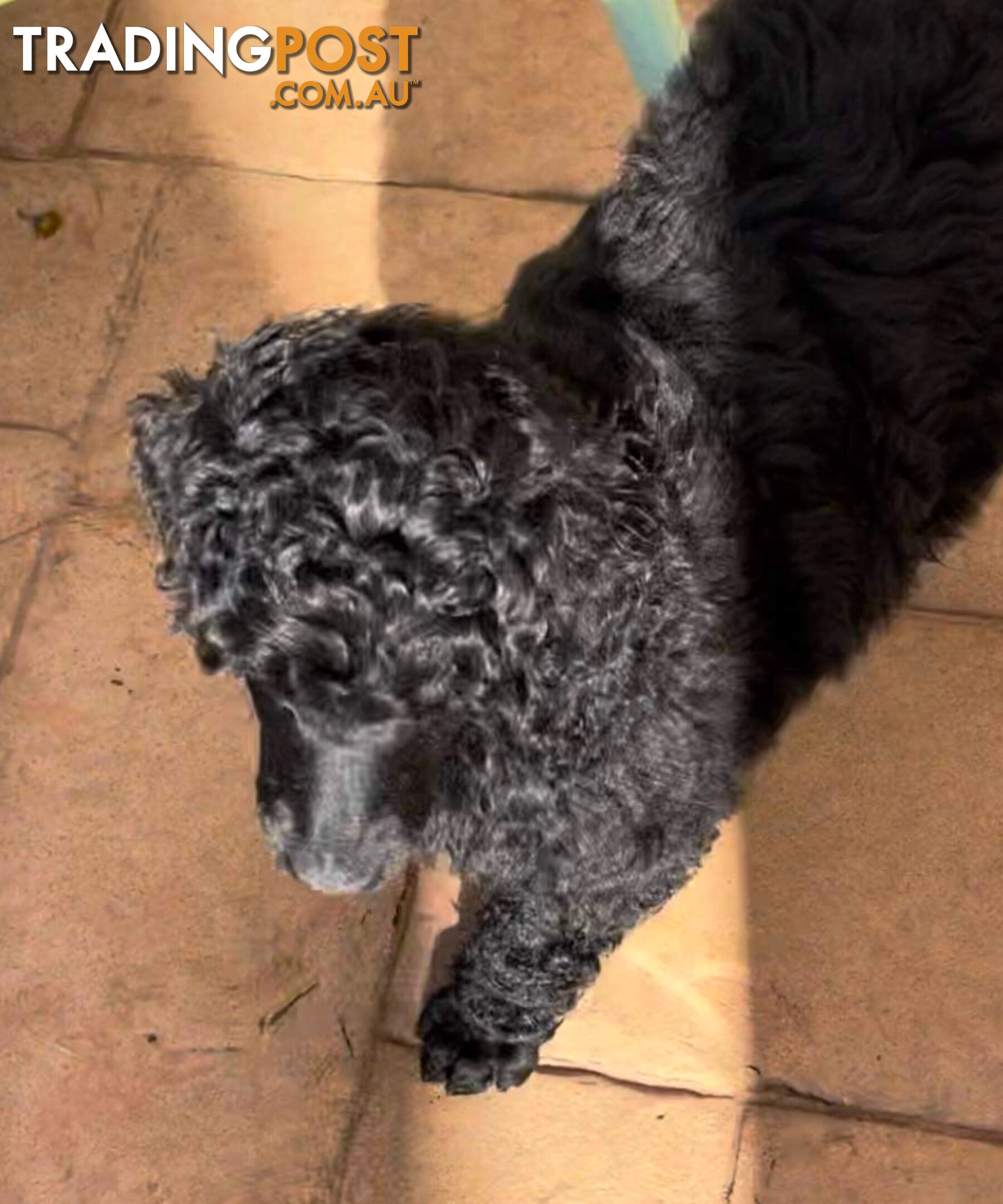 Standard Poodle puppies (purebred)