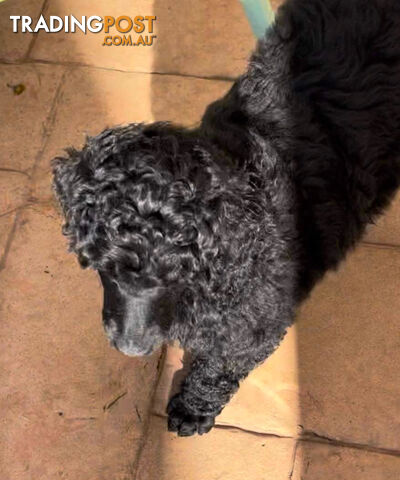 Standard Poodle puppies (purebred)