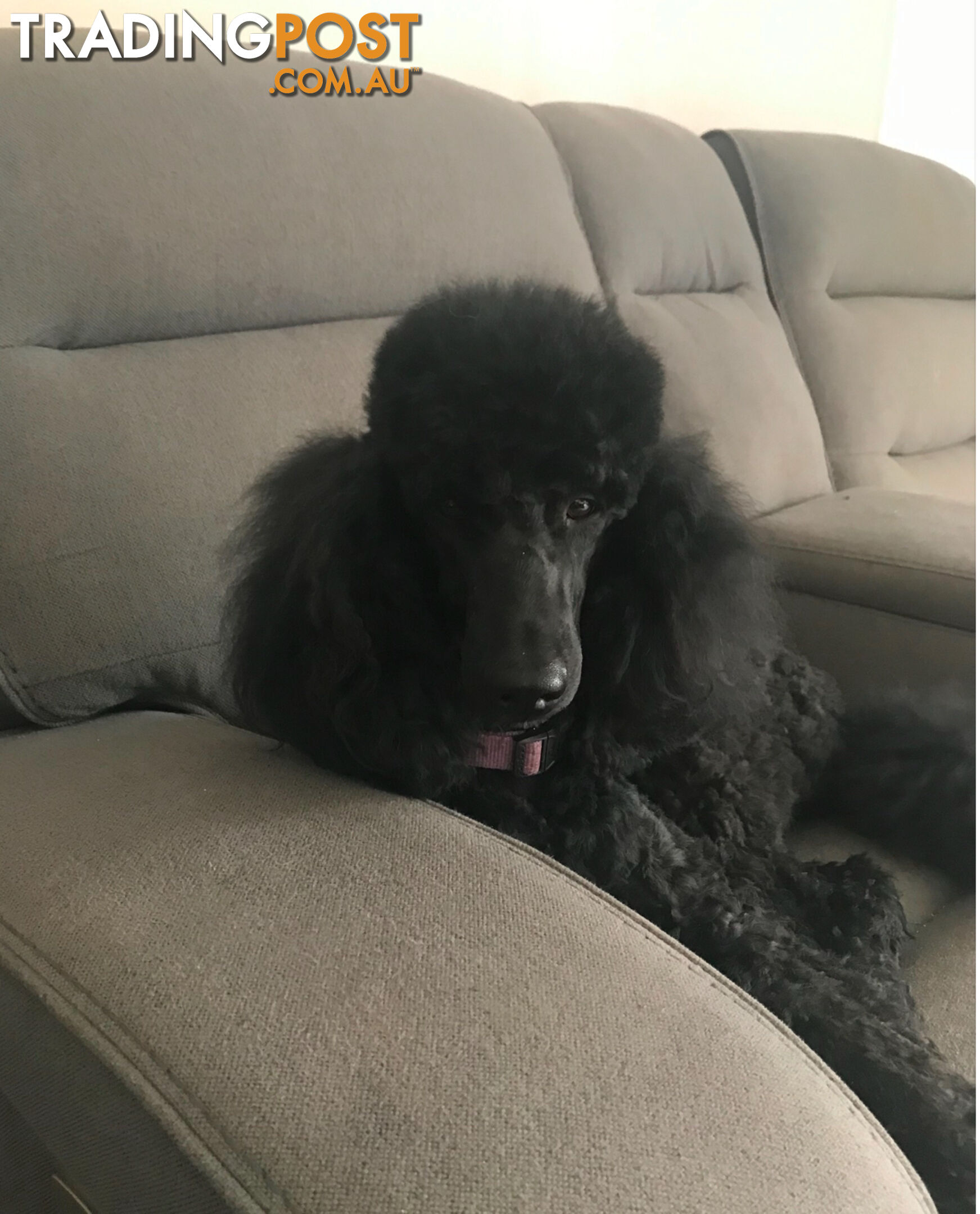 Standard Poodle puppies (purebred)