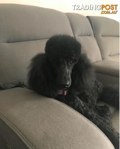 Standard Poodle puppies (purebred)