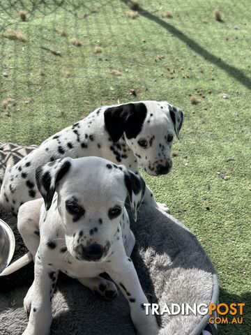 Dalmatian puppies