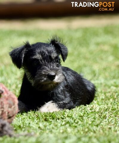 Pure schnauzer pups