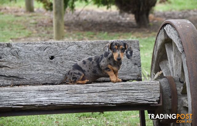 Pure mini Daschund pups