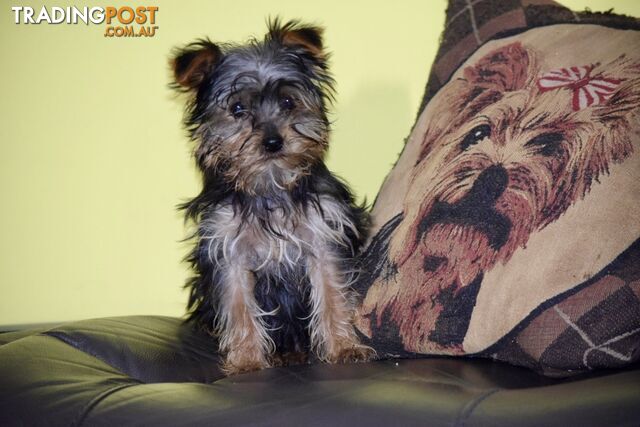 Pure yorkie terrier