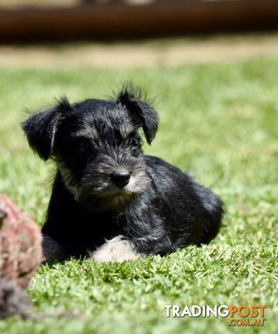 Pure schnauzer pups