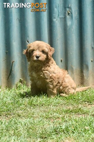 Cavoodle pups