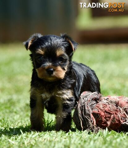 Pure Yorkshire terrier pups