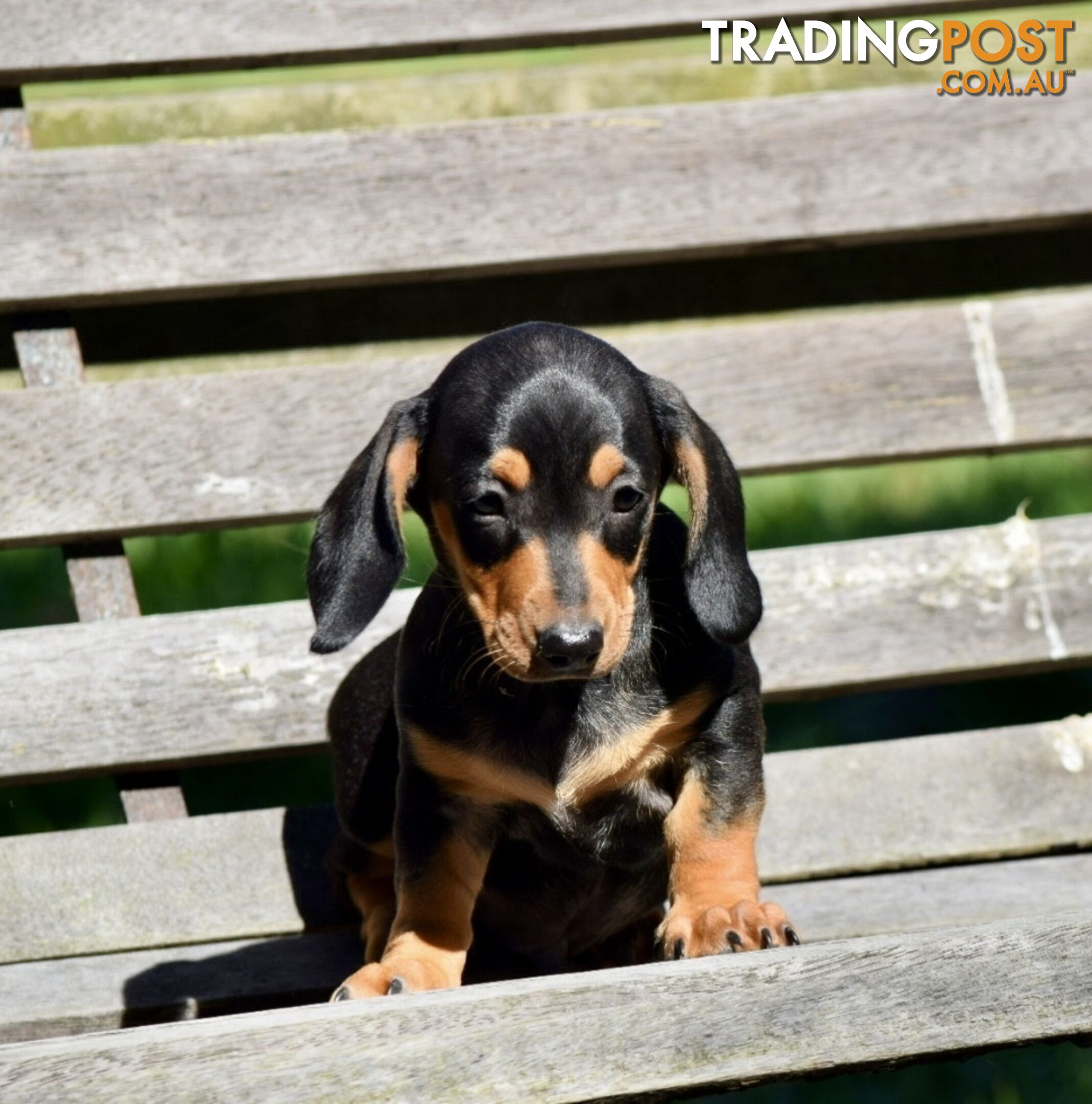 Pure mini  Daschund pups