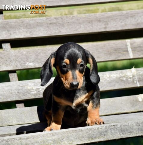 Pure mini  Daschund pups