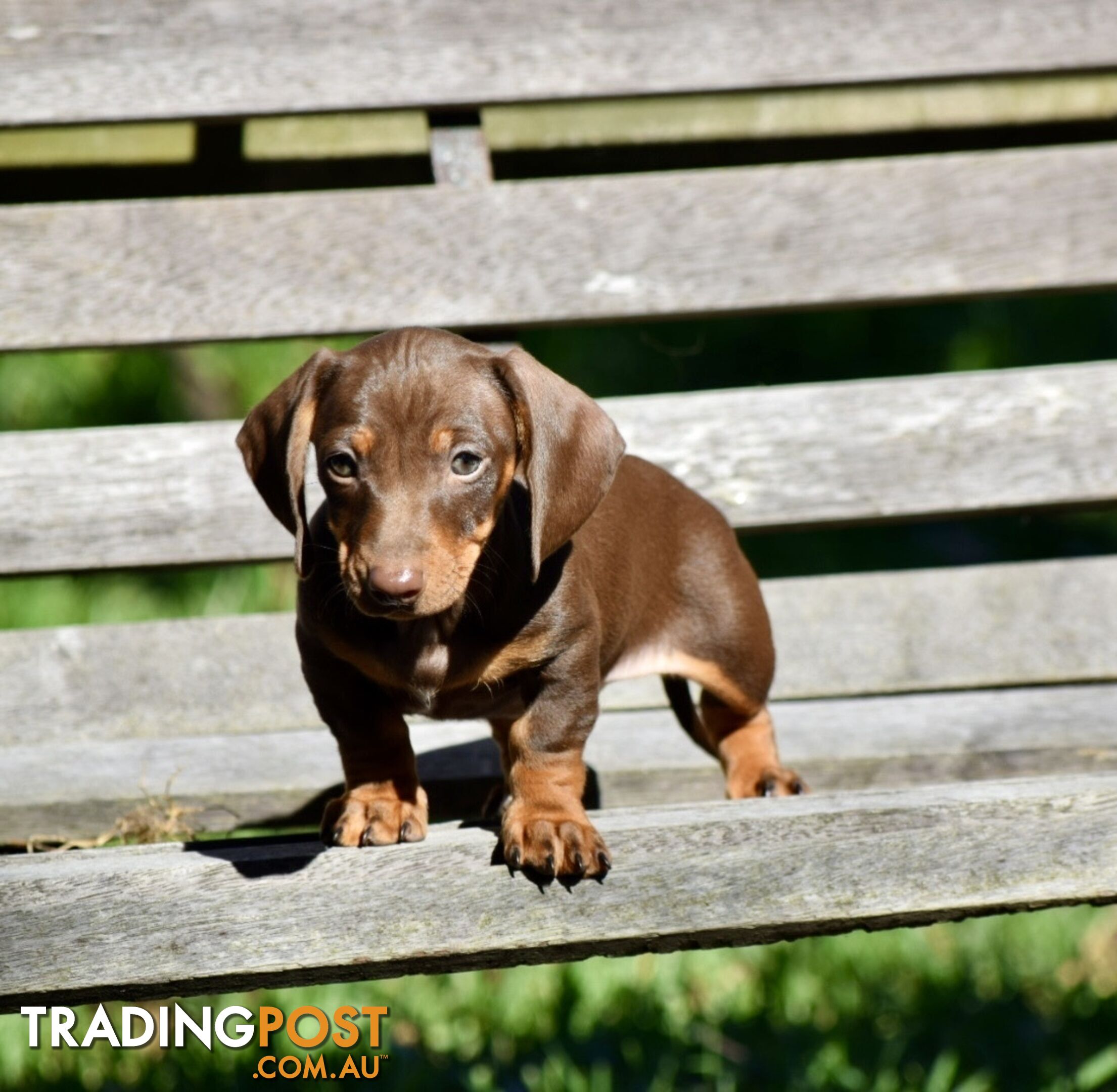 Pure mini  Daschund pups