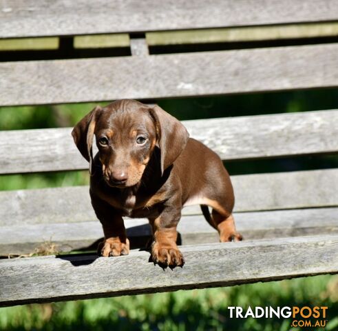 Pure mini  Daschund pups