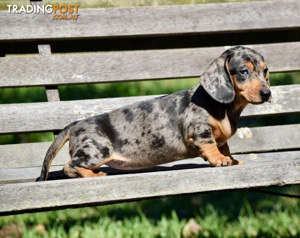 Pure mini  Daschund pups