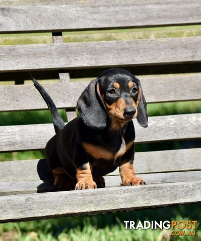 Pure mini  Daschund pups