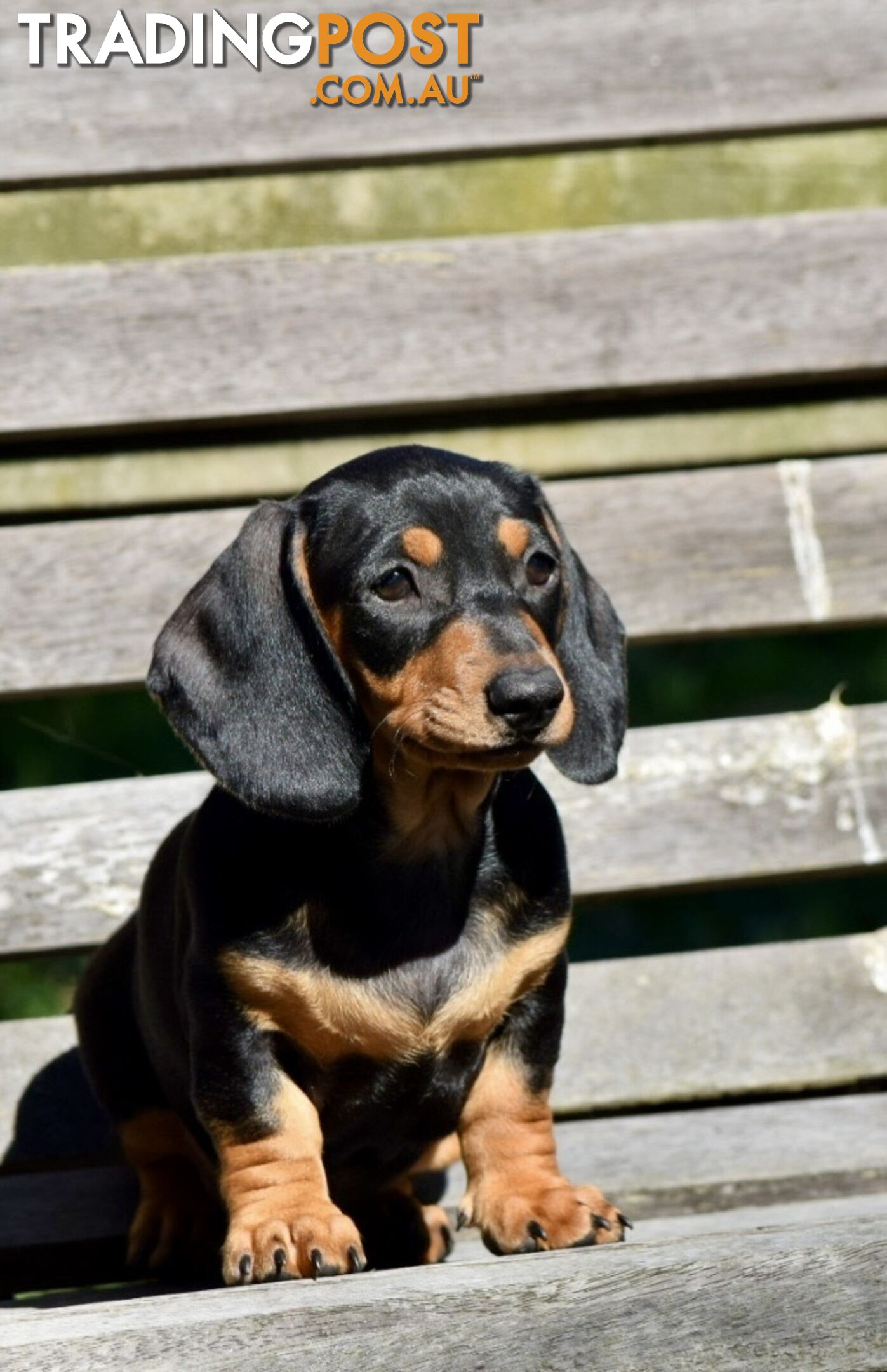 Pure mini  Daschund pups