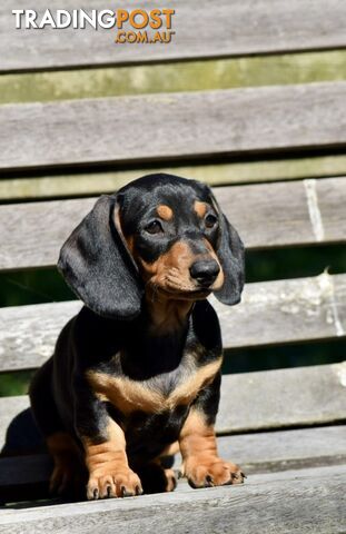 Pure mini  Daschund pups