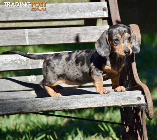 Pure mini  Daschund pups