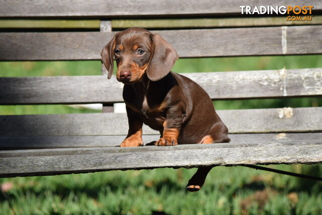 Pure mini  Daschund pups