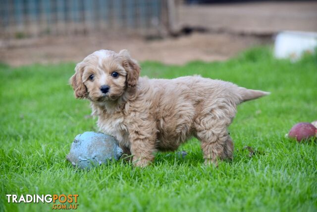 Cavoodle pups