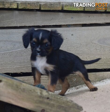 Pugalier pups