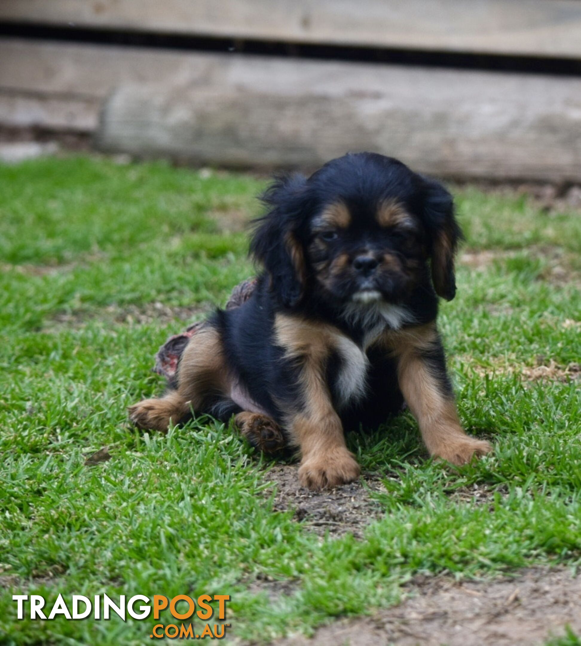 Pugalier pups