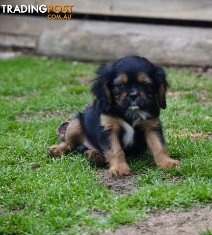 Pugalier pups