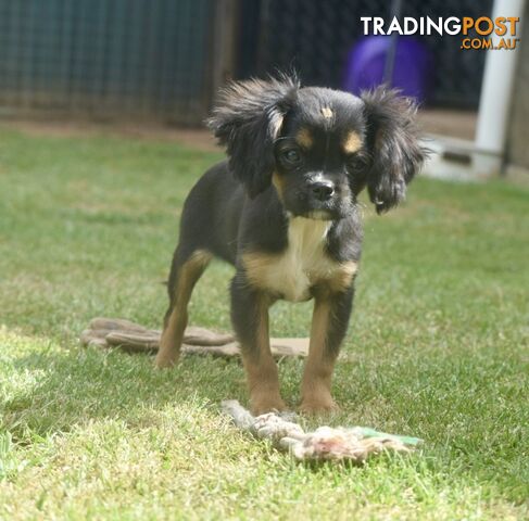 Pugalier pups