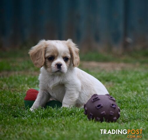 Pugalier pups