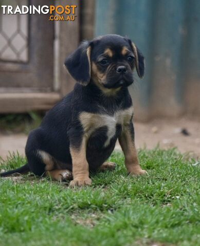 Pugalier pups