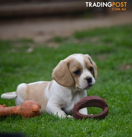 Pugalier pups