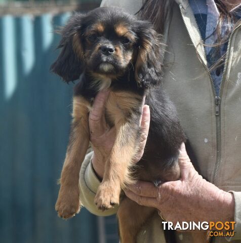 Pugalier pup male