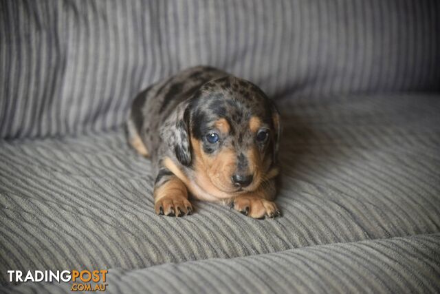 Pure mini  Daschund pups