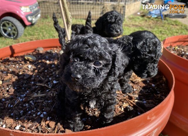 Curly Coated Cavoodles