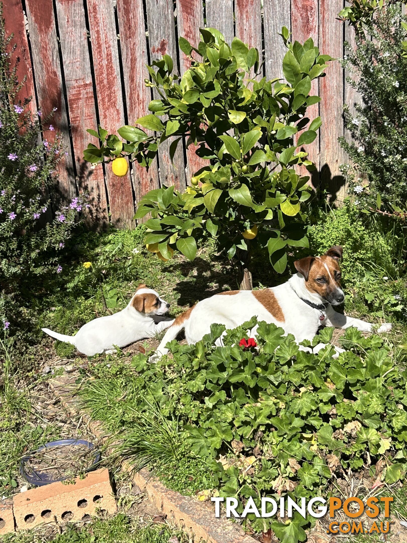 Jack Russell Pups