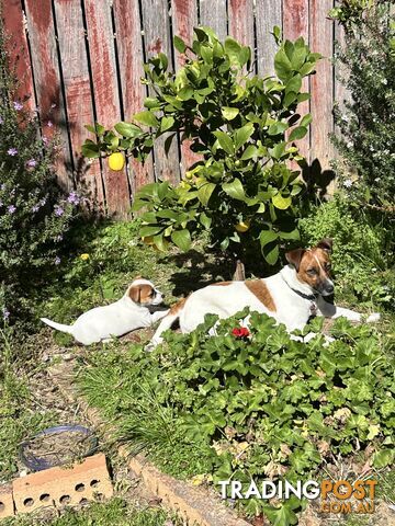 Jack Russell Pups