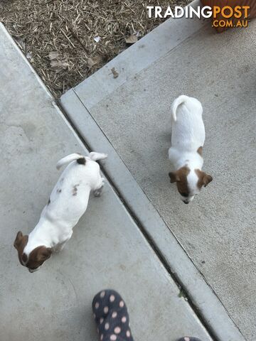 Jack Russell Pups