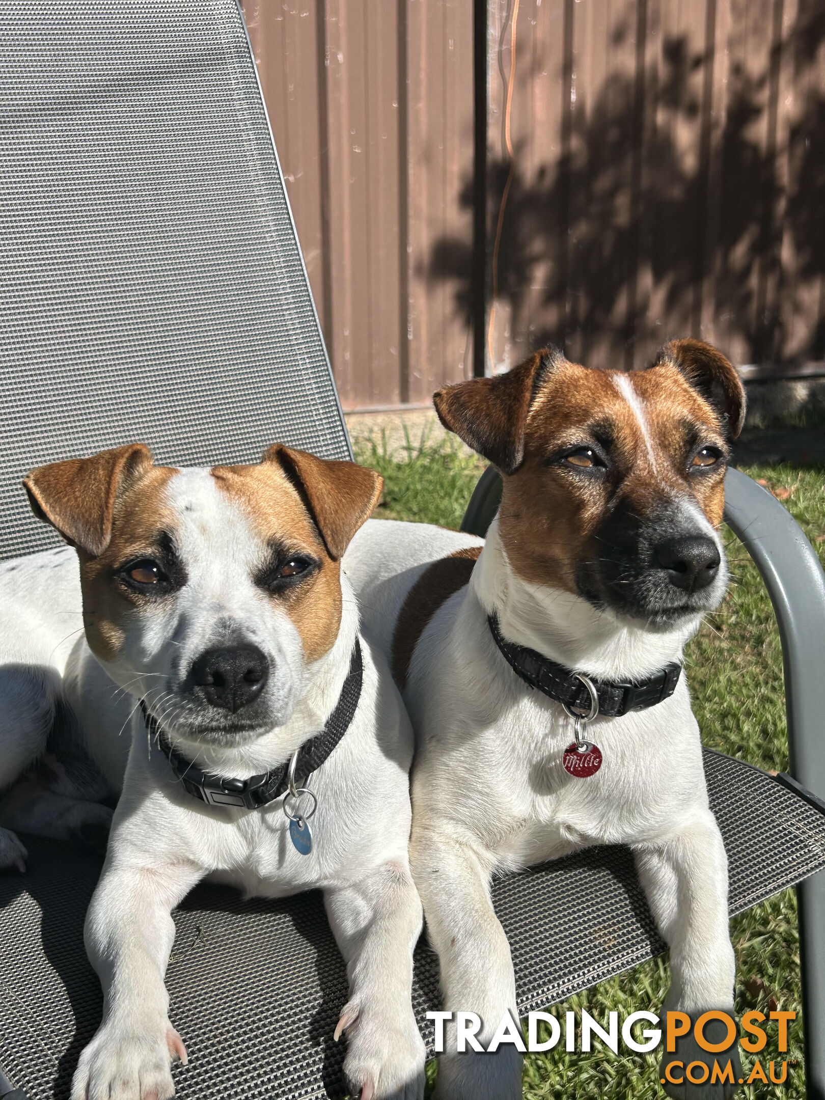 Jack Russell Pups