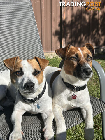 Jack Russell Pups