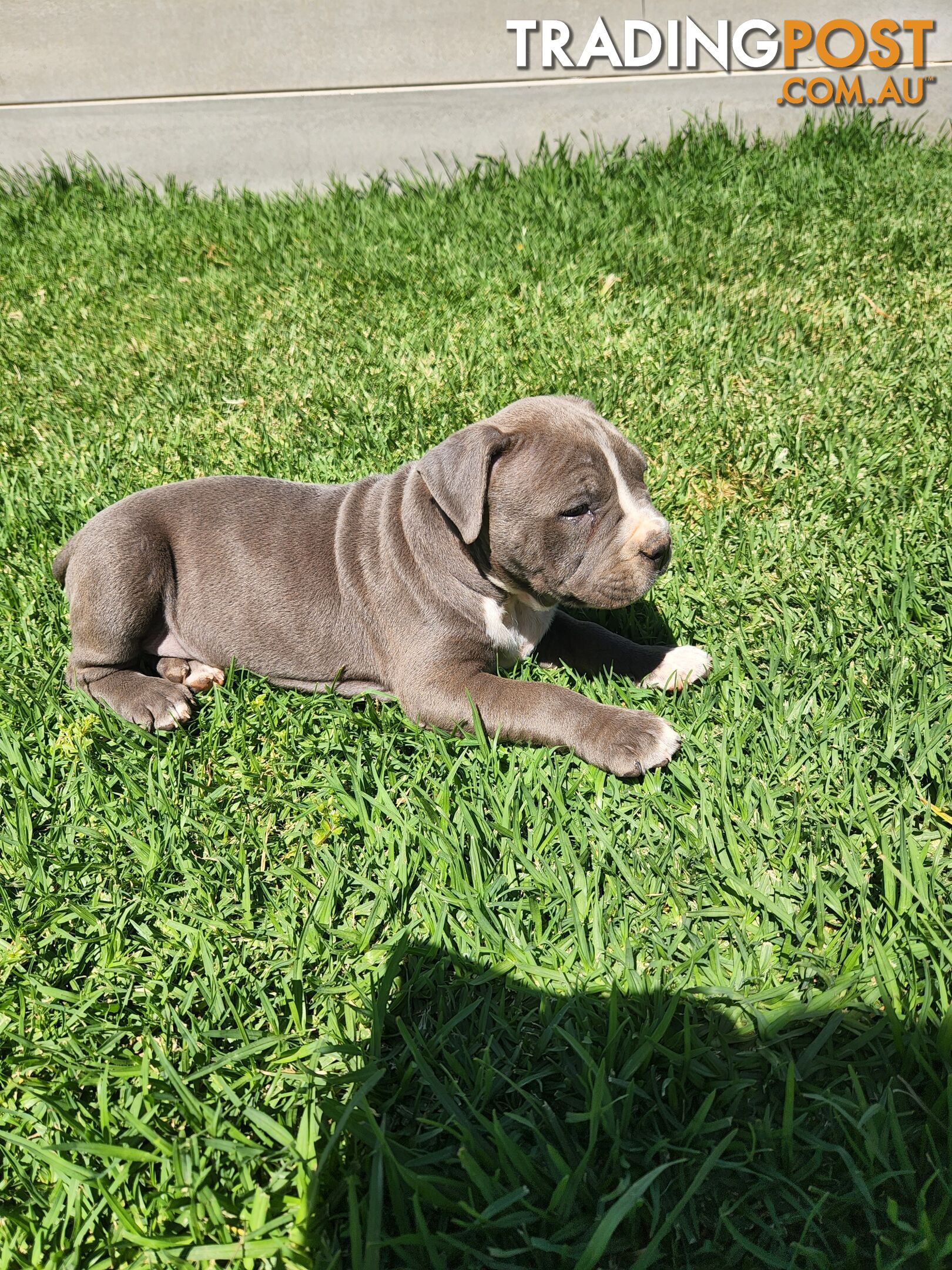 Blue Purebread amstaff puppies