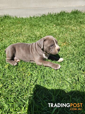 Blue Purebread amstaff puppies