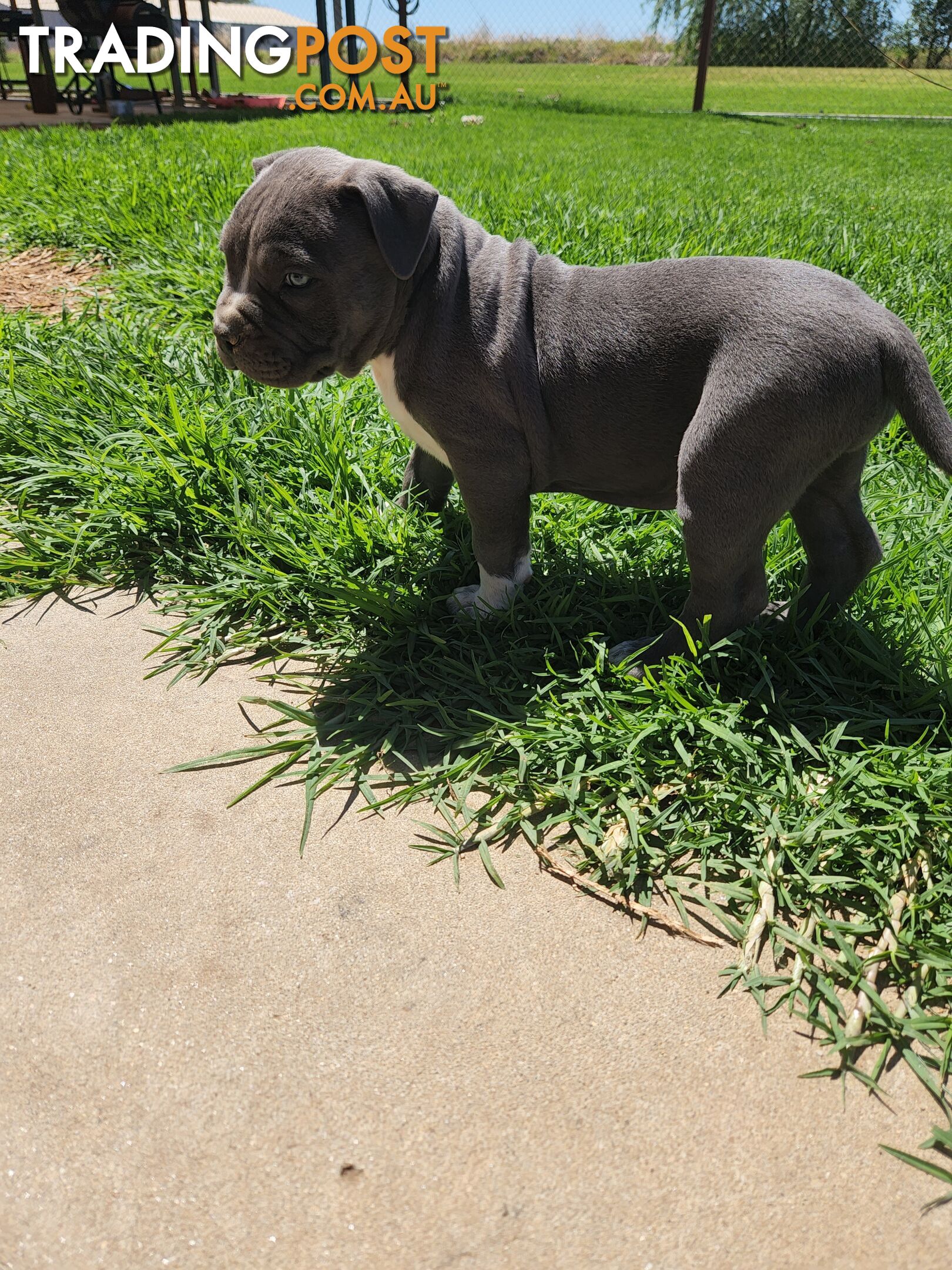 Blue Purebread amstaff puppies