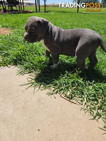 Blue Purebread amstaff puppies