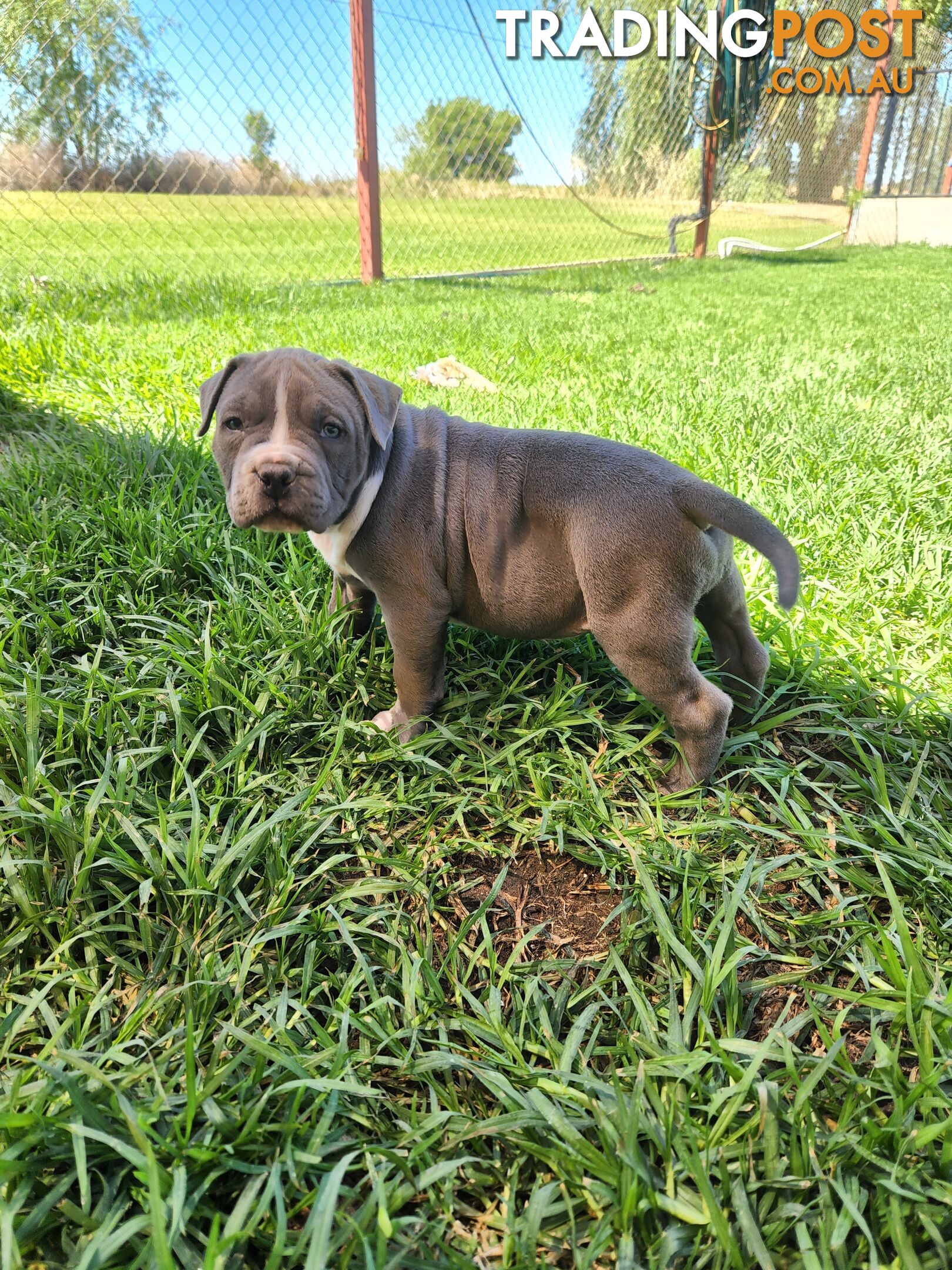 Blue Purebread amstaff puppies